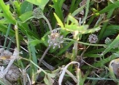 Trifolium glomeratum