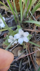 Nemophila menziesii integrifolia