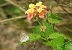 Tmolus echion