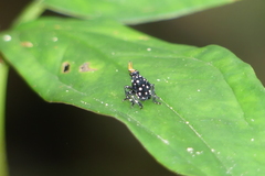 Kalidasa nigromaculata