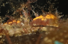 Botrylloides diegensis