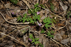 Corydalis pumila