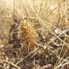 Echinopepon coulteri