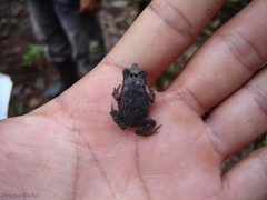 Rhinella proboscidea