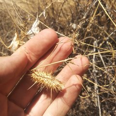 Echinopepon coulteri