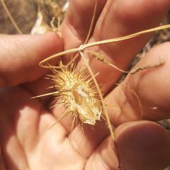 Echinopepon coulteri