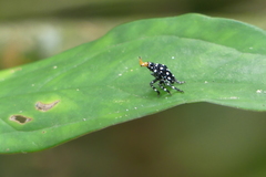 Kalidasa nigromaculata