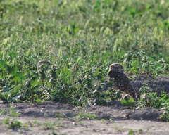 Athene cunicularia