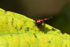Paratrachelophorus