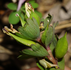 Corydalis pumila