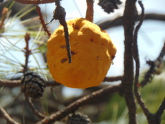 Cronartium conigenum