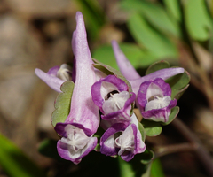 Corydalis pumila