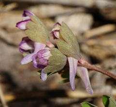 Corydalis pumila