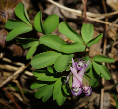 Corydalis pumila