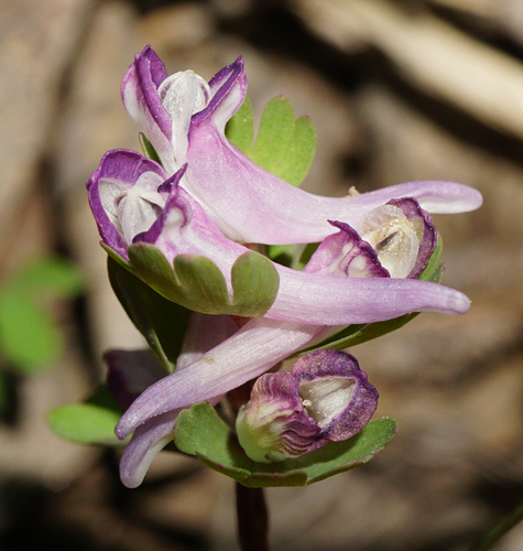 Corydalis pumila (Host) Rchb.