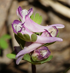 Corydalis pumila