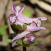 Corydalis pumila - Photo (c) Patrick Hacker, some rights reserved (CC BY), uploaded by Patrick Hacker