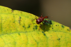Paratrachelophorus