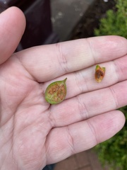 Calonectria pseudonaviculata