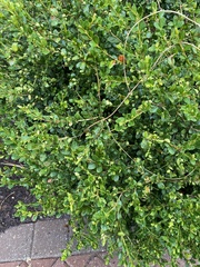 Calonectria pseudonaviculata