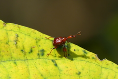 Paratrachelophorus