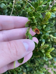 Calonectria pseudonaviculata