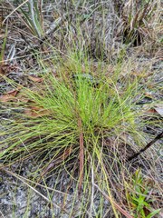 Rhynchospora plumosa