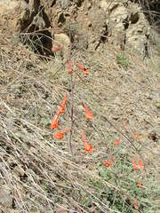 Delphinium nudicaule