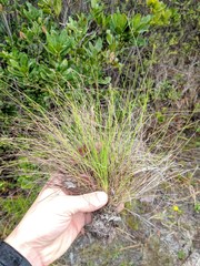 Rhynchospora plumosa