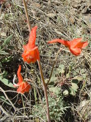 Delphinium nudicaule