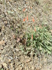 Delphinium nudicaule