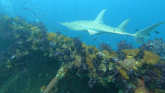 Rhynchobatus australiae