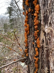 Gymnosporangium effusum