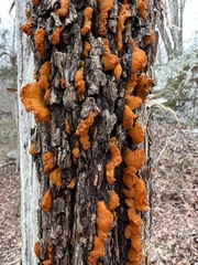 Gymnosporangium effusum