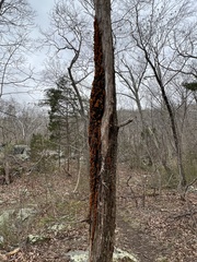 Gymnosporangium effusum