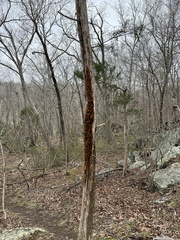 Gymnosporangium effusum