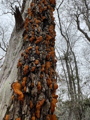 Gymnosporangium effusum