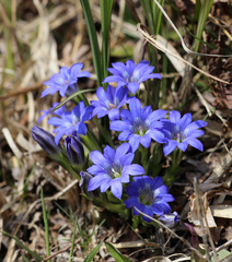 Gentiana thunbergii thunbergii