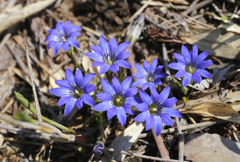 Gentiana thunbergii thunbergii