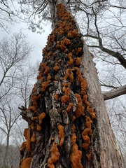 Gymnosporangium effusum