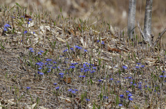 Gentiana thunbergii thunbergii