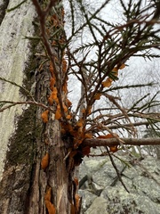 Gymnosporangium effusum