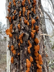 Gymnosporangium effusum