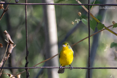 Passerina leclancherii