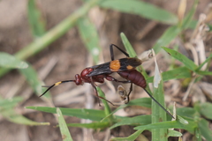 Compsocryptus melanostigma