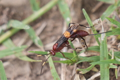 Compsocryptus melanostigma