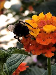 Bombus