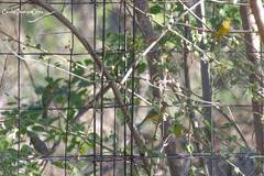 Passerina leclancherii