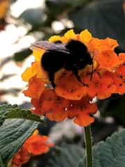 Bombus