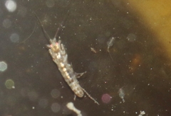 Multicrustacea